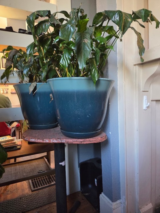 A plant in a holder in a coffee shop on West Asheville's Haywood Road.